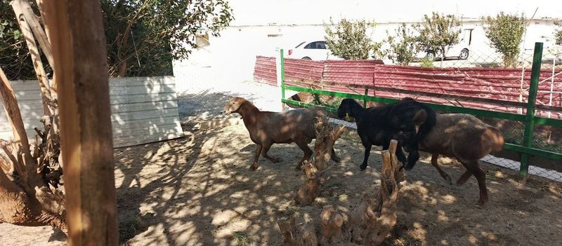Edilbay arashan hislari zotiga mansub 7.8oylik qizlar sotiladi.