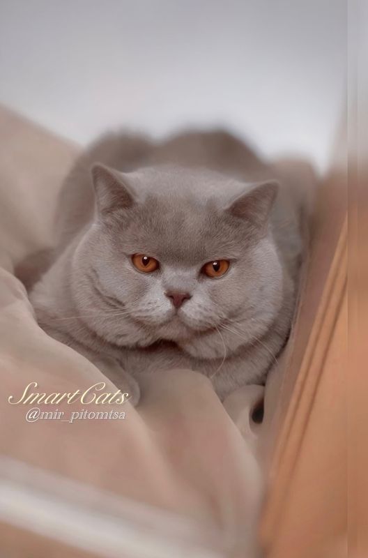 Вязка! British shorthair Вязка! British shorthair