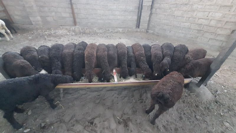 Сурхон дарё кузилари