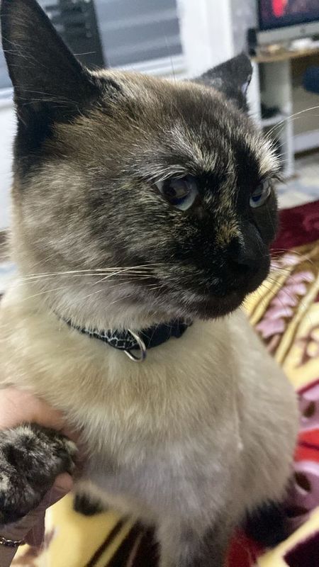 Сиямская кошкаа Сиямская кошкаа