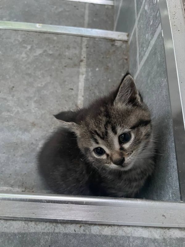 Котенок в добрые руки! Котенок в добрые руки!