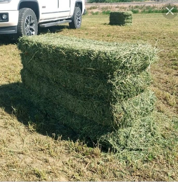 Беда пресс жудаям Зур, массали курук, хайвонлар учун туйимли озука