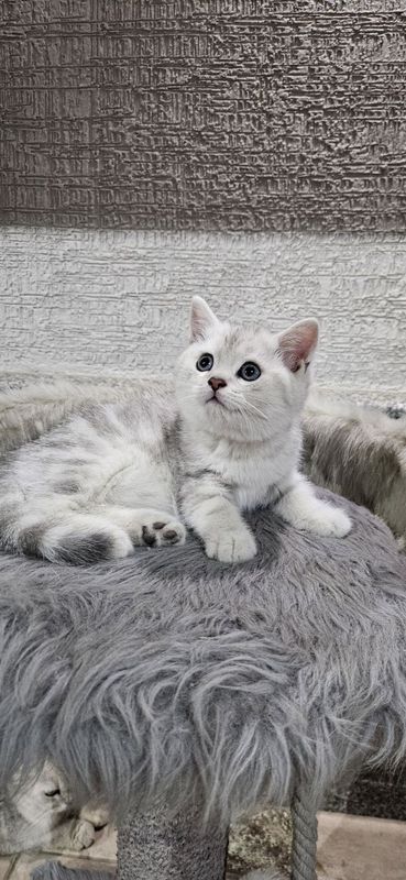 Продается котенок скотиш страйт окрас серебристой шиншилы мраморный. Продается котенок скотиш страйт окрас серебристой шиншилы мраморный.