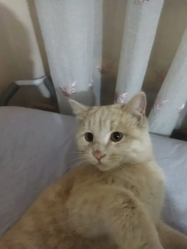 Mushuk sotiladi skotish fold toza paroldiyali Mushuk sotiladi skotish fold toza paroldiyali