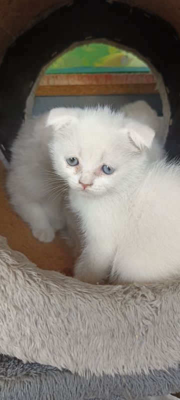 Продается шотландский котята Продается шотландский котята