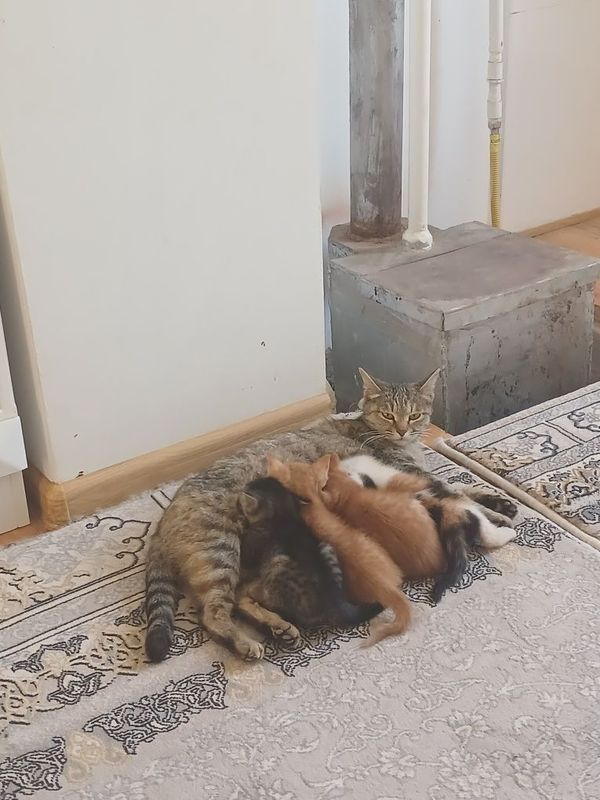 2 oylik mushuk bolalari 2 oylik mushuk bolalari