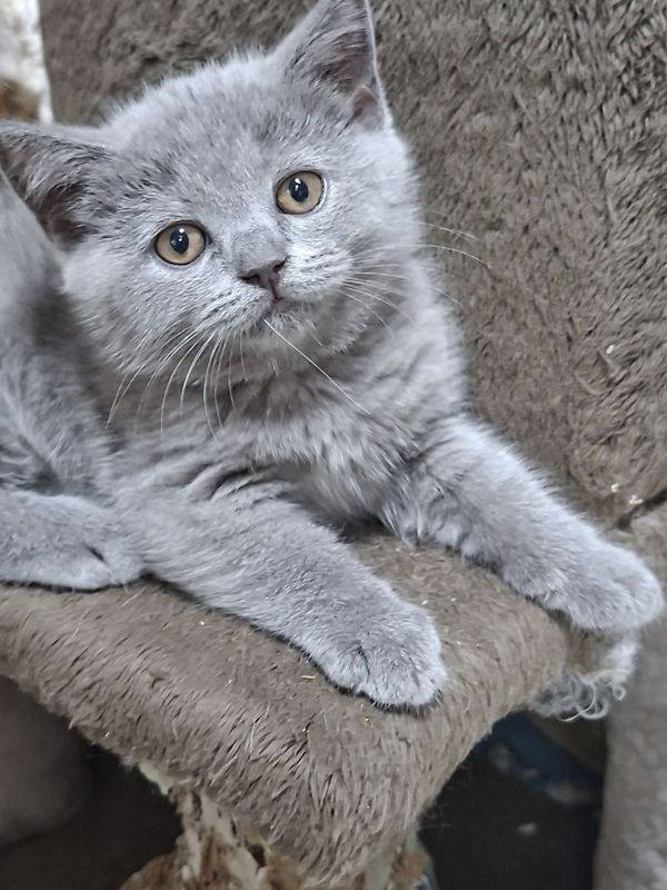Продаются скоттиш страйт