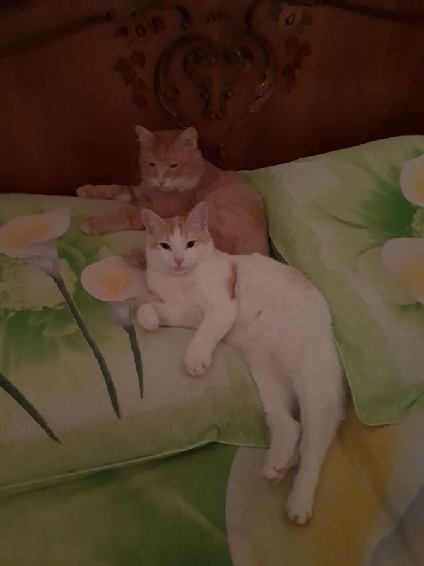 Передержка для кошек Передержка для кошек