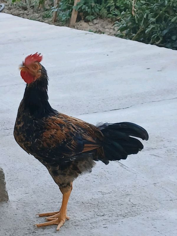 joja horoz sotiladi narhi 300 ming