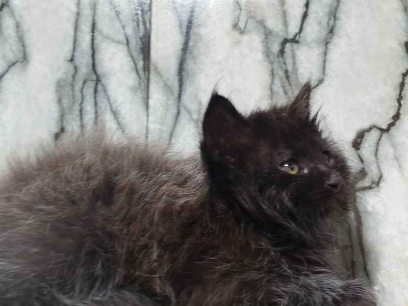Метис Мейн куна котенок Метис Мейн куна котенок