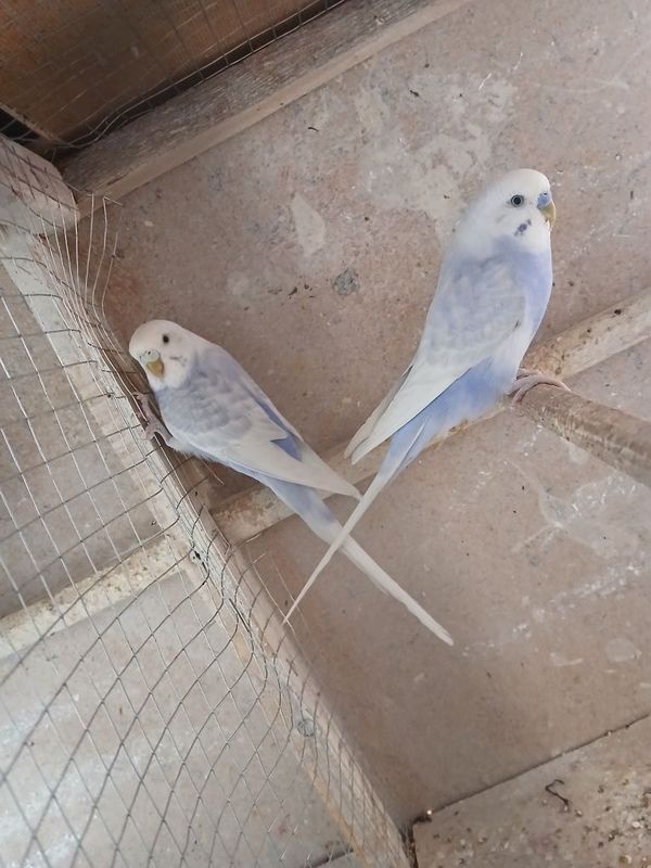 Popugaylar sotiladi tayyor soglom paralar Popugaylar sotiladi tayyor soglom paralar