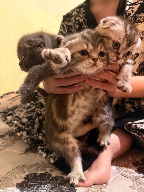 Очаровательные котята породы Скоттиш-фолд ищут дом! Очаровательные котята породы Скоттиш-фолд ищут дом!