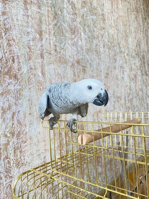 Папугай Жако Серий Ручной