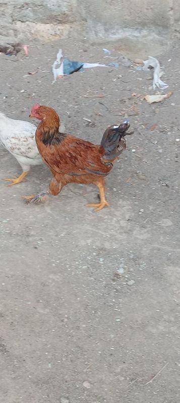 Joja xoʻroz sotiladi