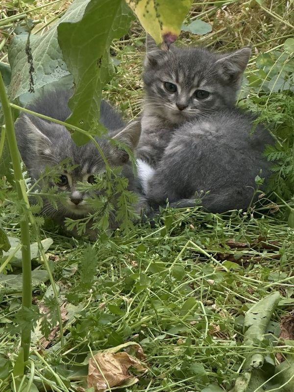Котята в добрые руки Котята в добрые руки