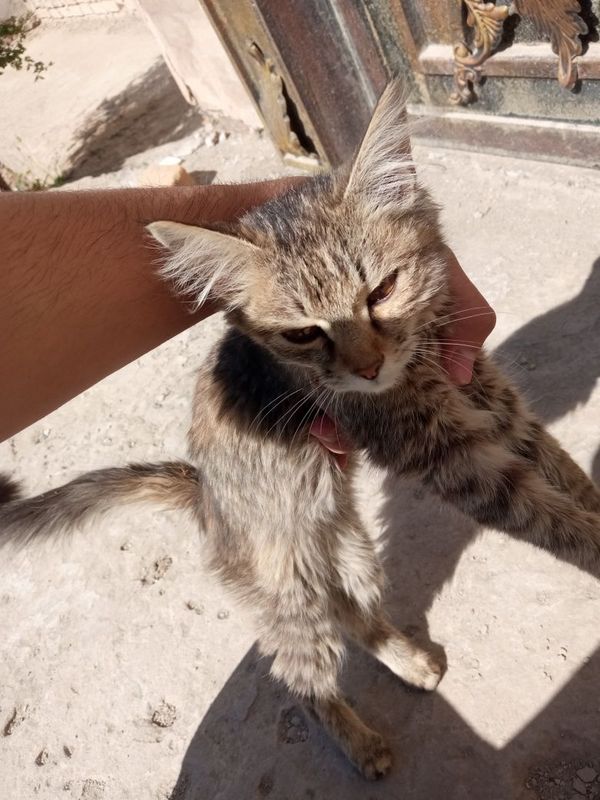 Mushuk hadya qilinadi Mushuk hadya qilinadi