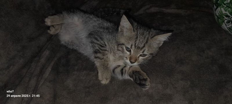 Отдам котят в хорошие руки Отдам котят в хорошие руки