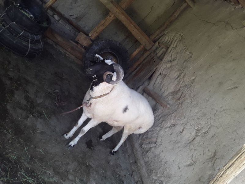 Toza 3 yoshar juda katta qőchqor sotiladi Toza 3 yoshar juda katta qőchqor sotiladi