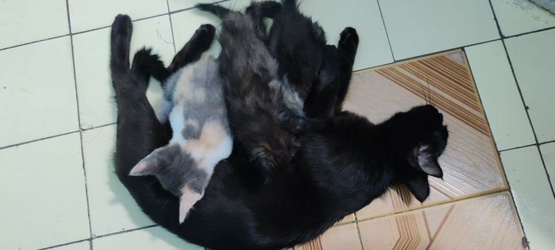 Отдам домашних котят Отдам домашних котят