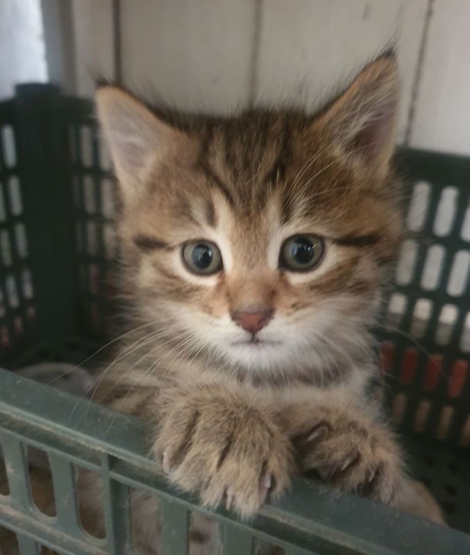 Отдам котят в добрые руки Отдам котят в добрые руки