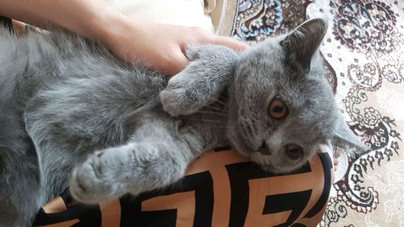 котёнок котёнок
