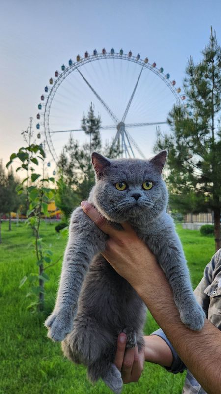Кошка Британский Кошка Британский