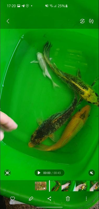 koi sotiladi yirik koi sotiladi yirik