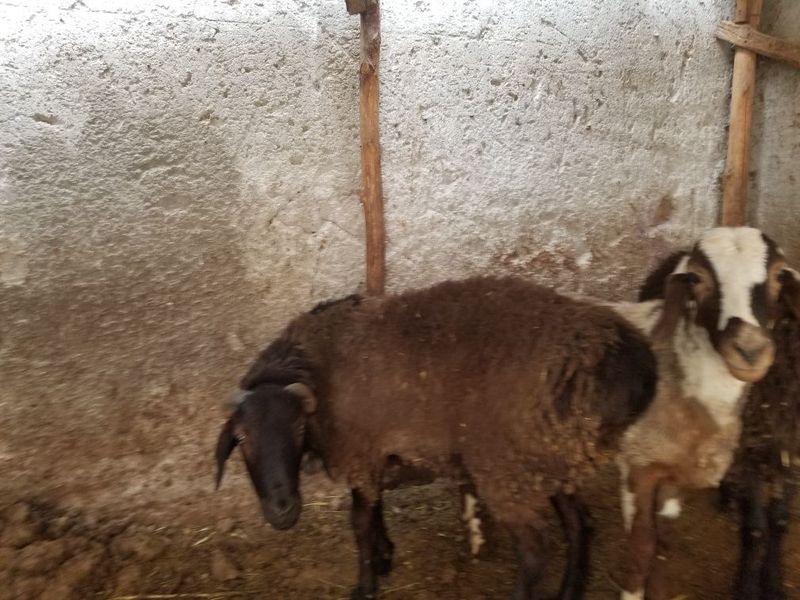 Qurbonlikka quylar bor Qurbonlikka quylar bor