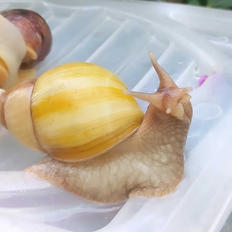 Ulitka. Terapiya. Axatini Ulitka. Terapiya. Axatini