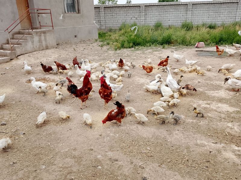 Голубой фаворит урдак жужалари Голубой фаворит урдак жужалари