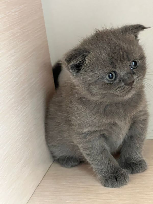 Кошка пародистая Кошка пародистая