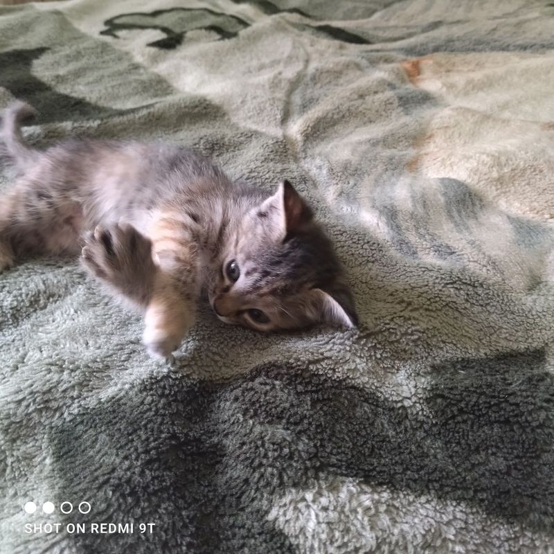 Отдам котят даром в хорошие руки Отдам котят даром в хорошие руки