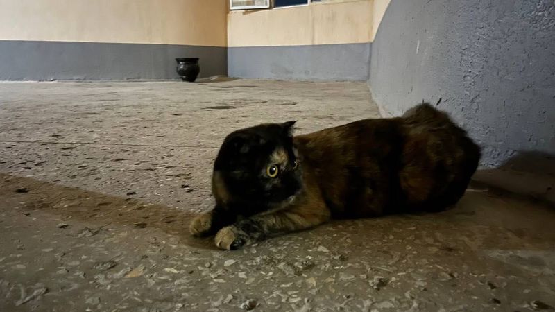 Кошка вислоухая, девочка Кошка вислоухая, девочка