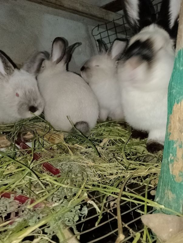 калиф куён,4 та шахтёр боласи билан. . калиф куён,4 та шахтёр боласи билан. .