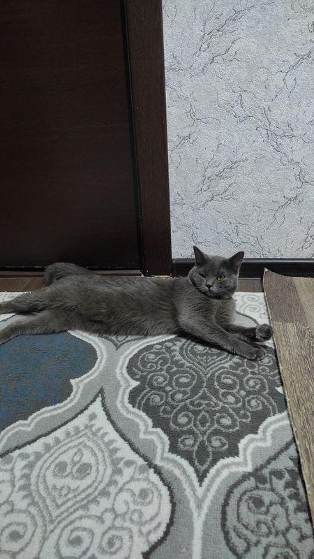 Вязкага киз мушуклани таклиф киламиз Вязкага киз мушуклани таклиф киламиз