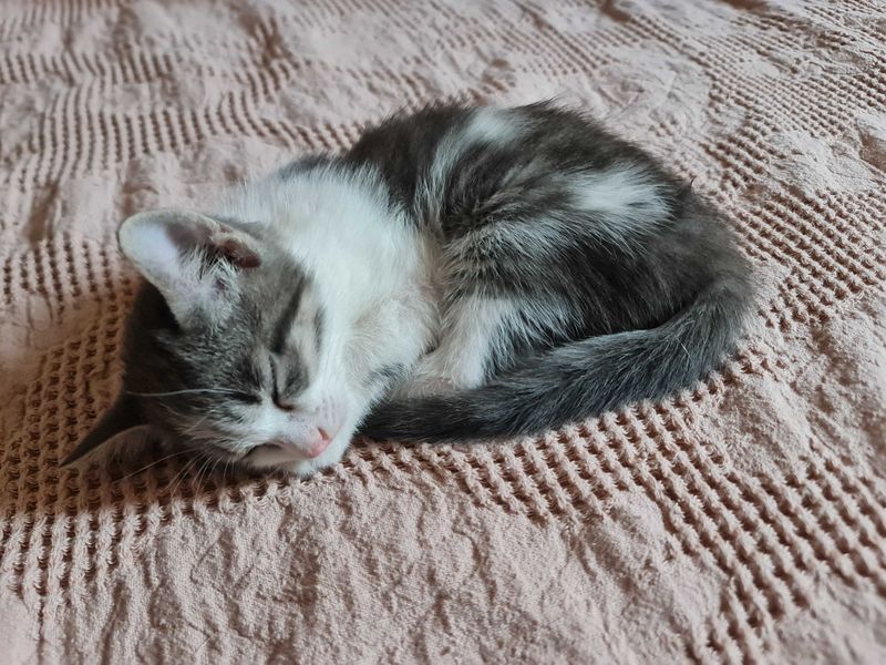 Отдам котенка в добрые руки! Отдам котенка в добрые руки!