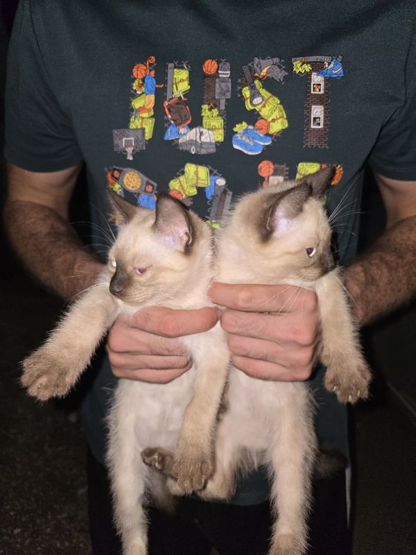 Сиамская кошки здоровые 3 месячные Сиамская кошки здоровые 3 месячные