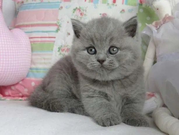 Котенок скотиш страйт Котенок скотиш страйт