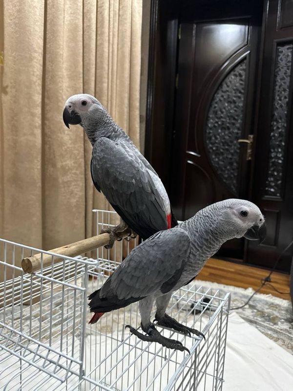 Жако Ручной попугай Жако Ручной попугай