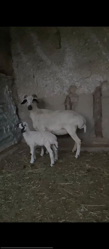 Ona bola qoy bolasi 1haftalik Ona bola qoy bolasi 1haftalik