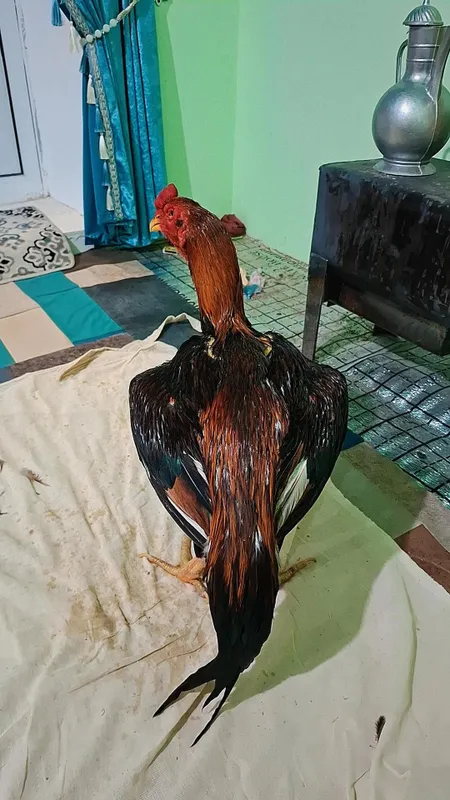 Хуроз сотилади 200$ кизигиши борлар