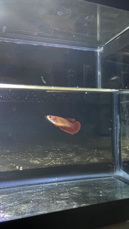 Akvarium baligʻi pitishok sotiladi srochna Akvarium baligʻi pitishok sotiladi srochna