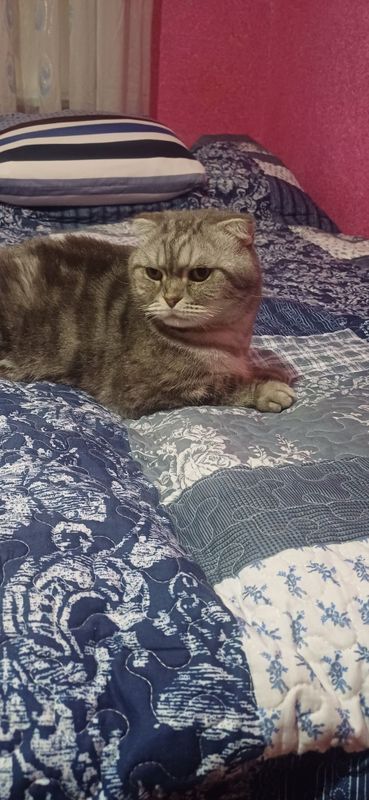 Мущик сотилади..