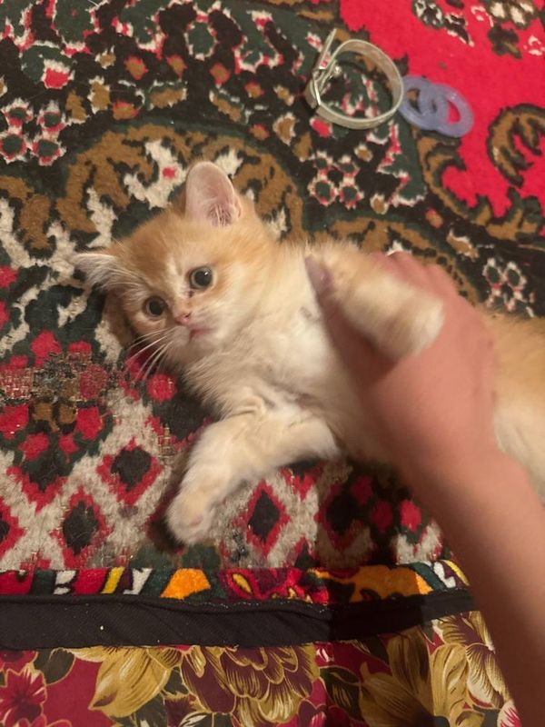 Mushuk zotdor shinshila Mushuk zotdor shinshila