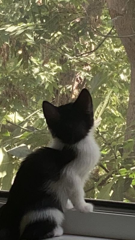 Котенок в добрые руки! Кошка Котенок в добрые руки! Кошка