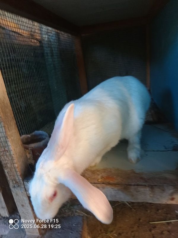 Vilkan va patli quyonlar Vilkan va patli quyonlar
