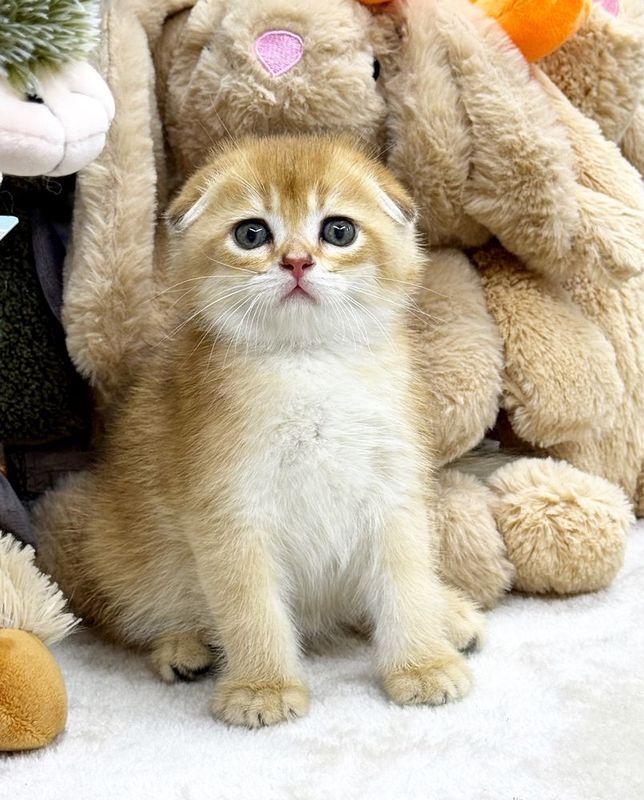 Шотландский скоттиш фолд Шотландский скоттиш фолд
