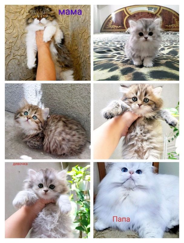 Красивое кошки.. Красивое кошки..