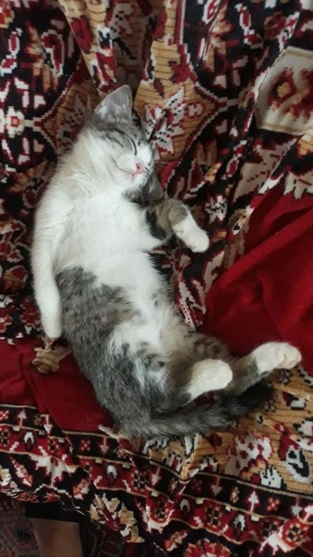 Здравствуйте. Продам в добрые руки милого котёнка Здравствуйте. Продам в добрые руки милого котёнка