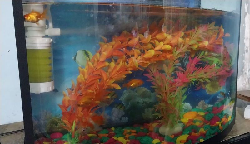 Akvarium baliqlari toshlari va suniy osimliklari bilan Akvarium baliqlari toshlari va suniy osimliklari bilan